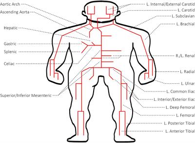 Detection and Severity Assessment of Peripheral Occlusive Artery Disease via Deep Learning Analysis of Arterial Pulse Waveforms: Proof-of-Concept and Potential Challenges